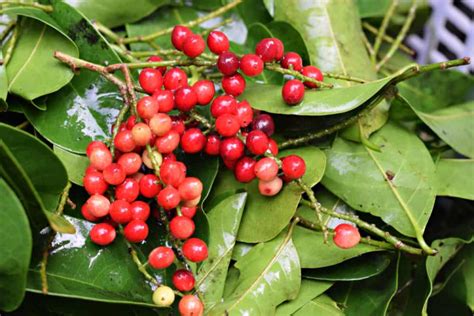 bignay benefits|Benefits of Bignay: What You Need to Know About This Wonder .